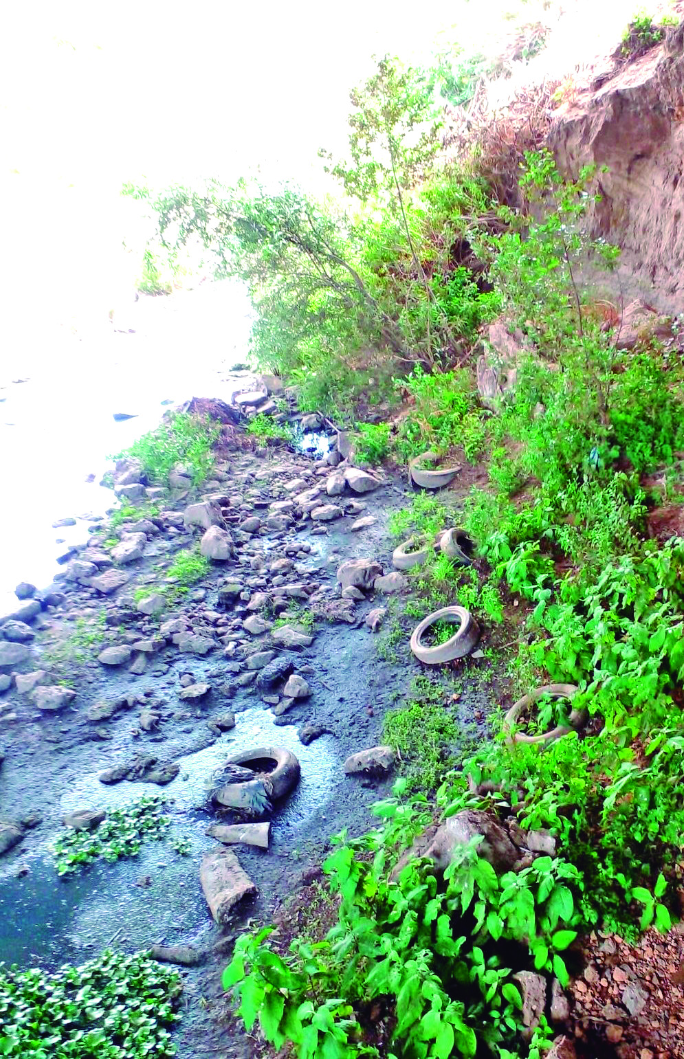 Bordos del río Tulancingo, donde no hay revestimiento, son usados como tiradero de llantas y de todo tipo de basura, generando foco de contaminación